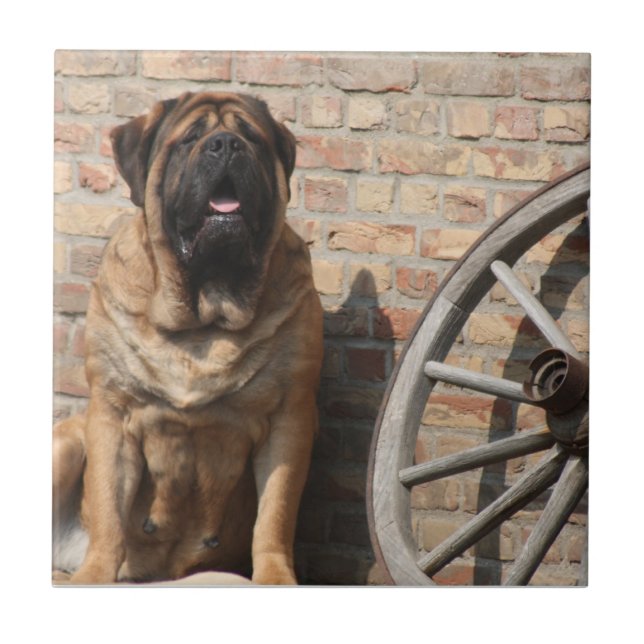 Mastiff  englische Dogge (Frente)