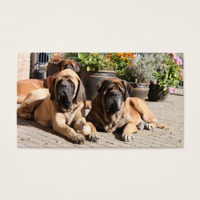 Mastiff englische Dogge Vatertag (Frente)