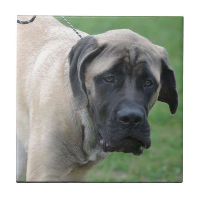 Mastiff inglês doce (Frente)