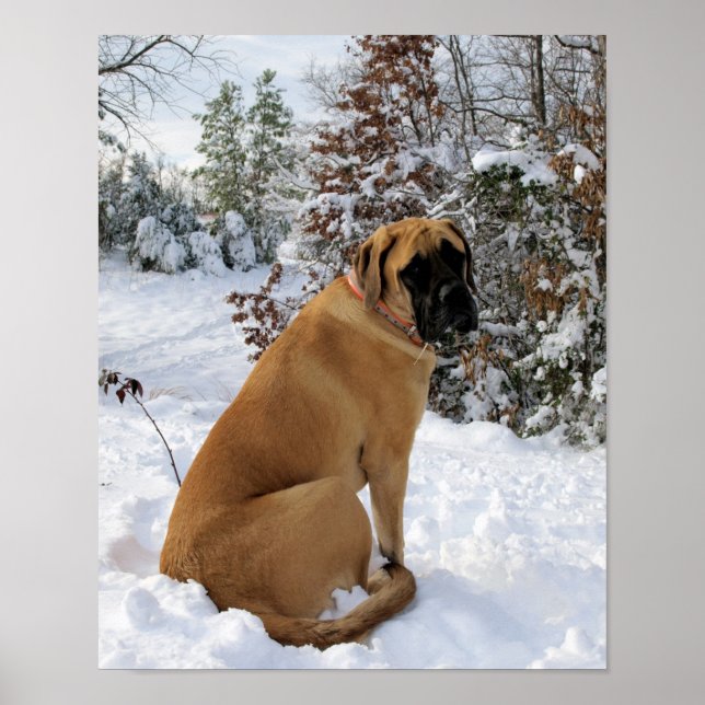 Mastiff Inglês na poster da Wonderland de inverno (Frente)