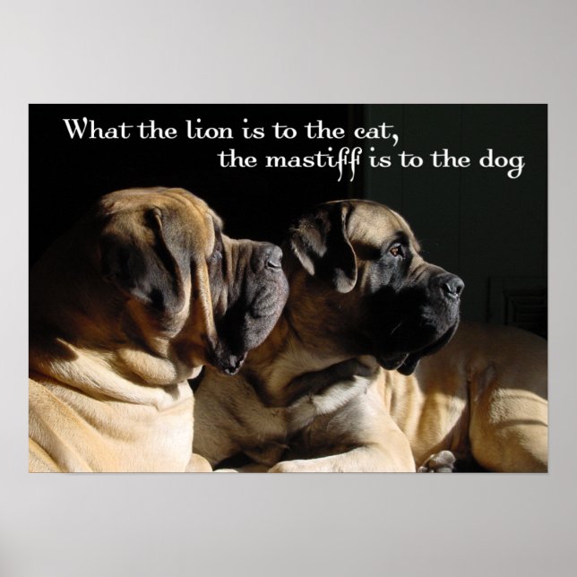 Mastiff Pair Poster (Frente)
