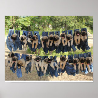 Mastiff Puppy Poster