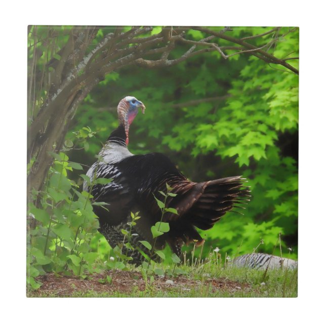Mature Male Wild Turkey (Frente)