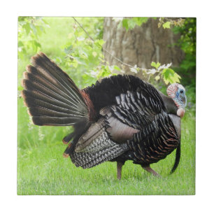 Mature Male Wild Turkey Exibindo Penas