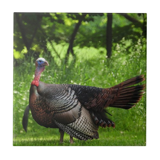 Mature Male Wild Turkey Exibindo Penas (Frente)