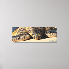 Maui Sea Turtle Canvas