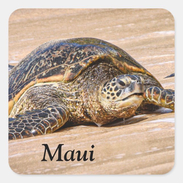 Maui Sea Turtle em um adesivo de praia (Frente)