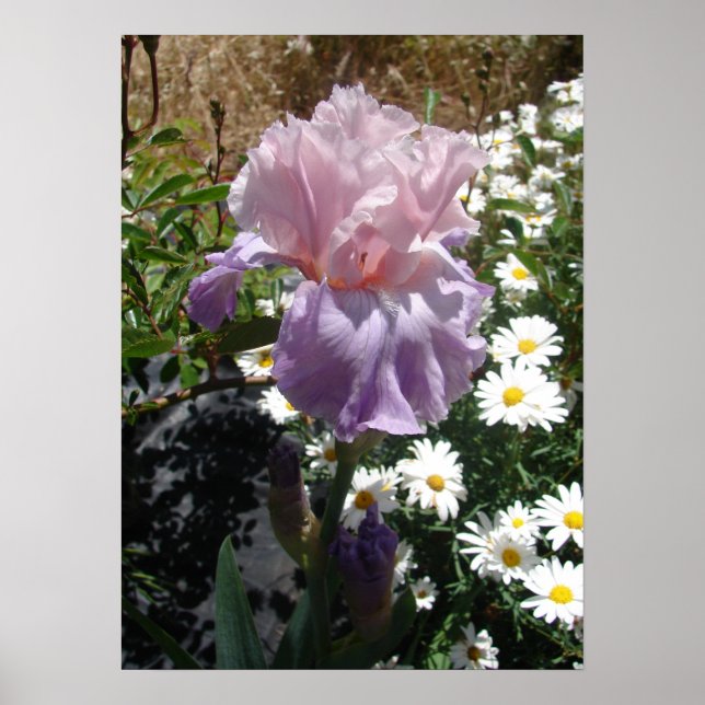 Mauve Pink Iris Floral Flowers Foto Poster (Frente)