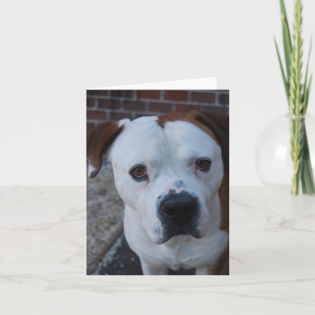 Maximus o cartão de nota (Frente)