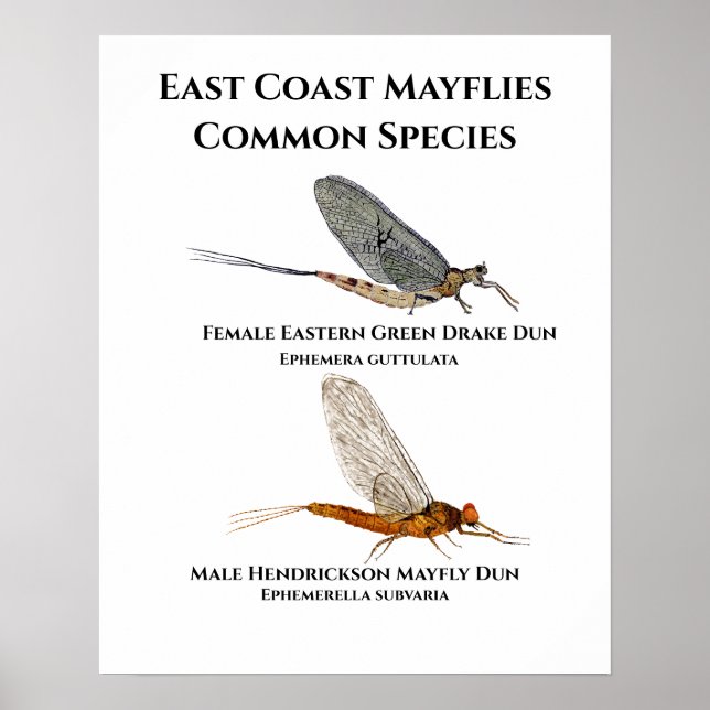 Mayfly Poster (Frente)