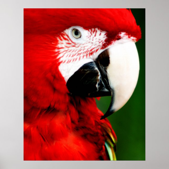 Mc Caw Poster (Frente)