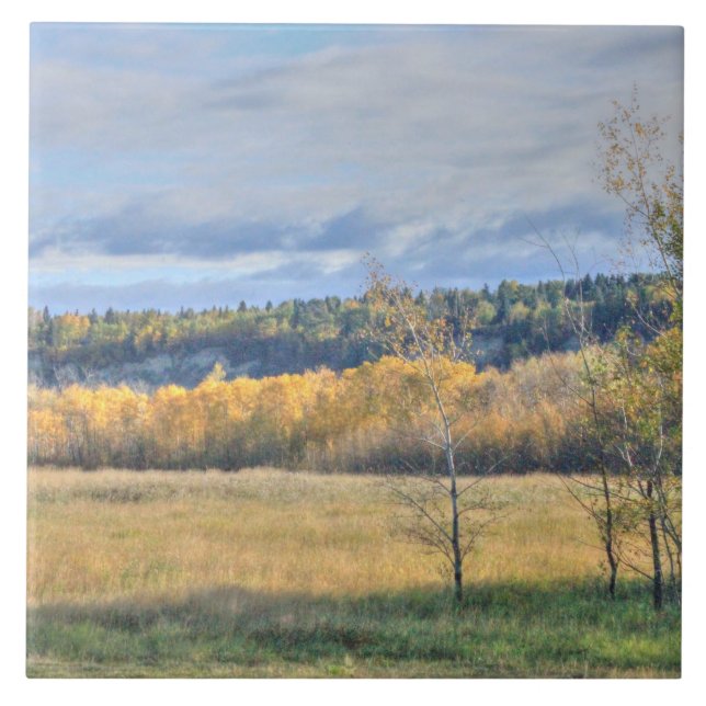 Meadow com Aspens (Frente)