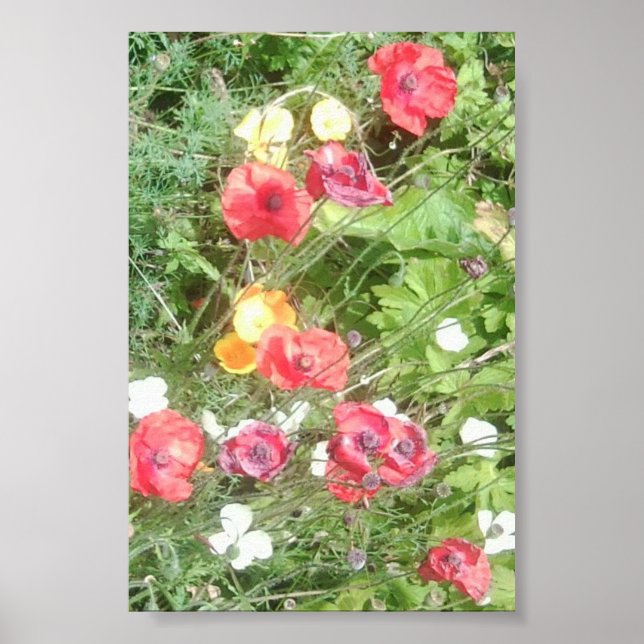 Meadow Dapple Flowers Value Poster - Muito Pequeno (Frente)
