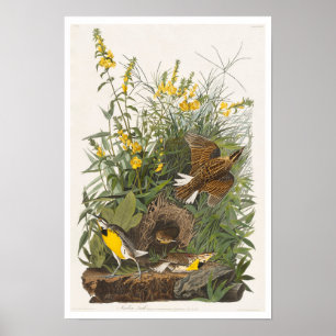 Meadow Lark pela Poster de Audubon