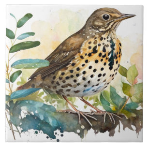 Meadowlark num fundo branco sólido numa ramificaçã