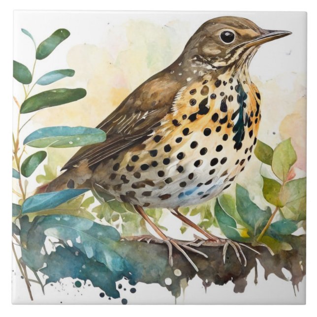 Meadowlark num fundo branco sólido numa ramificaçã (Frente)