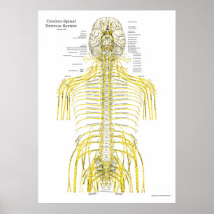 Medula espinhal Nervos cranianos Poster