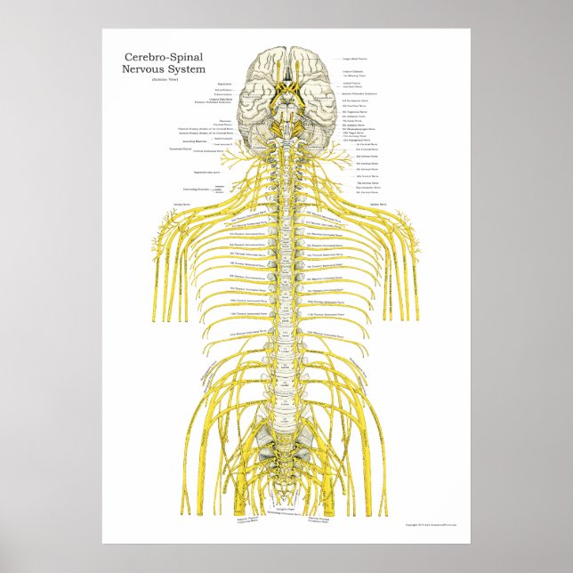 Medula espinhal Nervos cranianos Poster (Frente)
