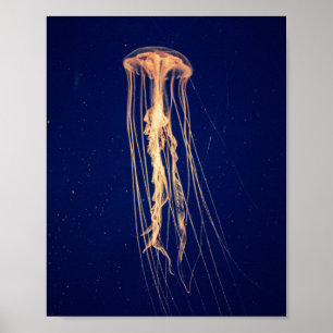 Medusa no poster vibrante da cor