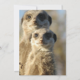 Meerkat