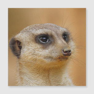 Meerkat