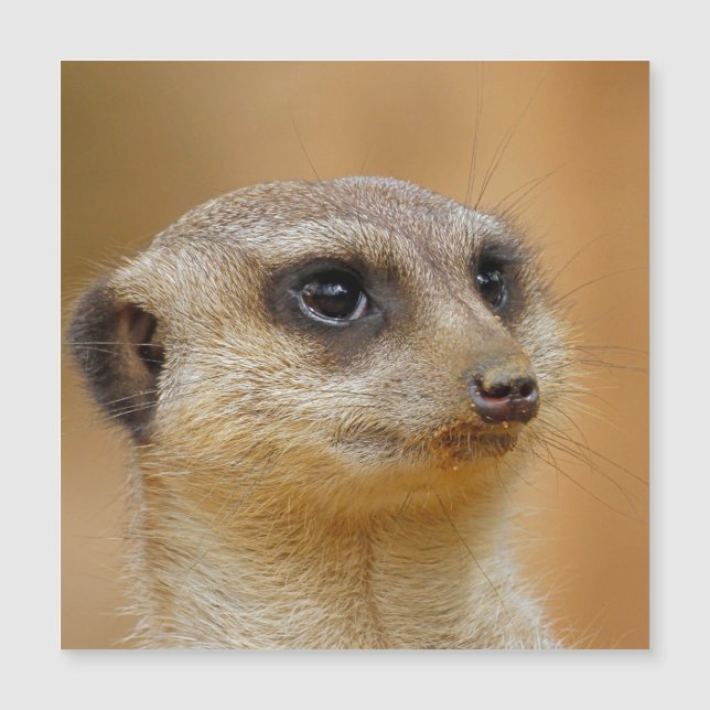 Meerkat (Frente)