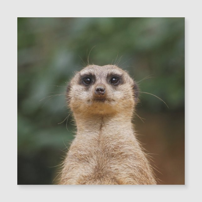 Meerkat 001 (Frente)