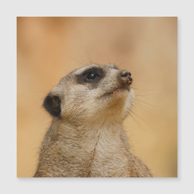 Meerkat 001 por JAMFoto (Frente)