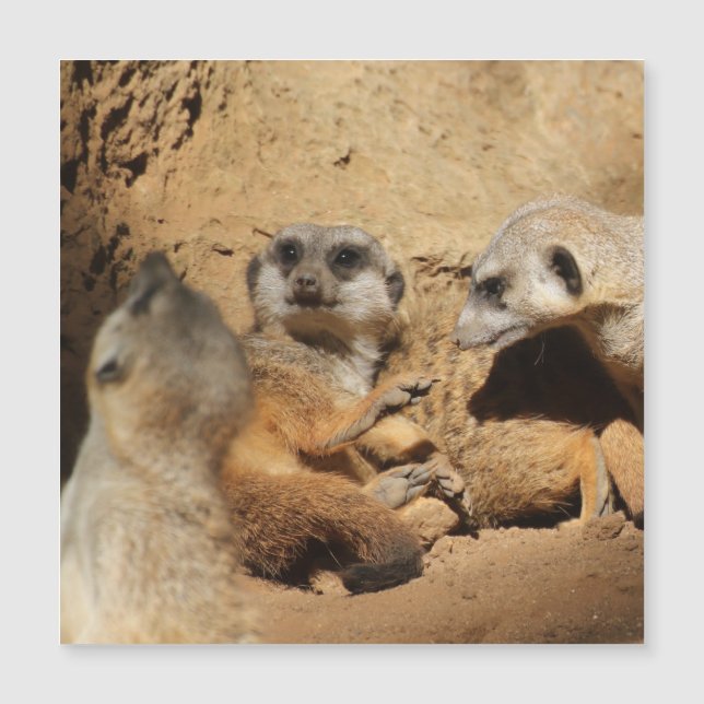 Meerkat 002 (Frente)