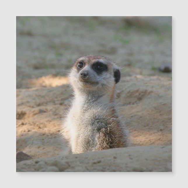 Meerkat 004 (Frente)