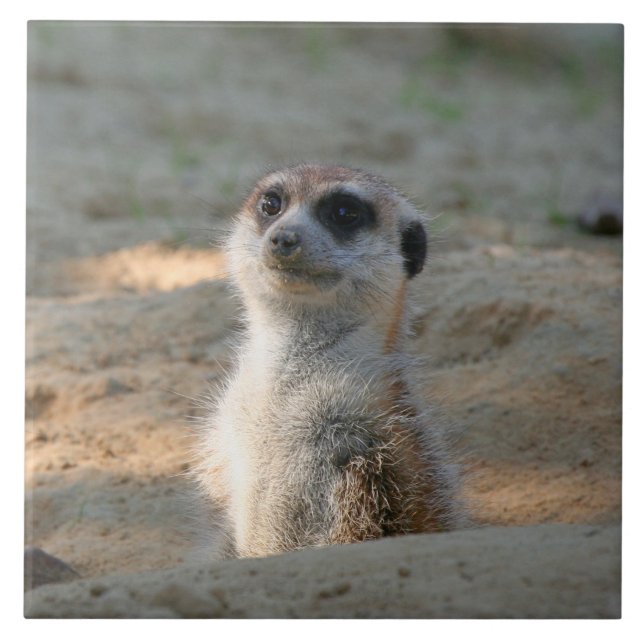 Meerkat 004 (Frente)