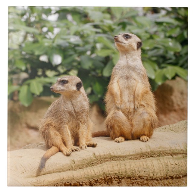 Meerkat 009 (Frente)