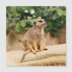 Meerkat 010