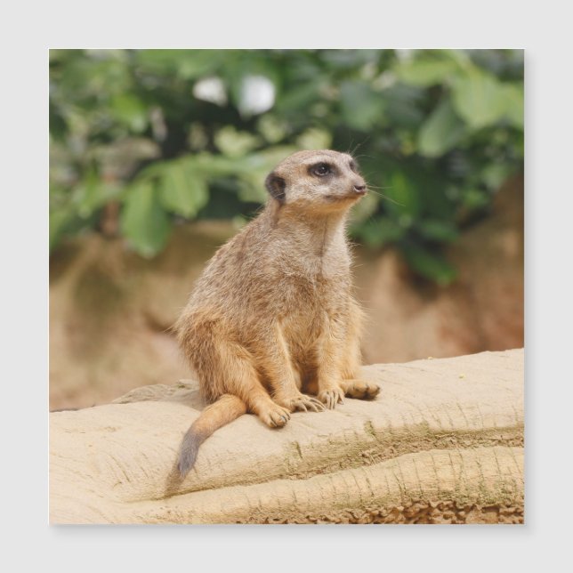 Meerkat 010 (Frente)