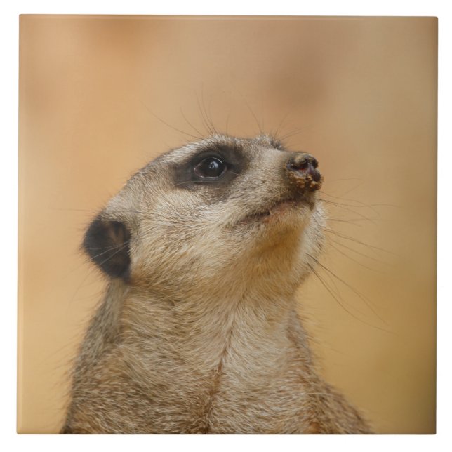 Meerkat 011 (Frente)