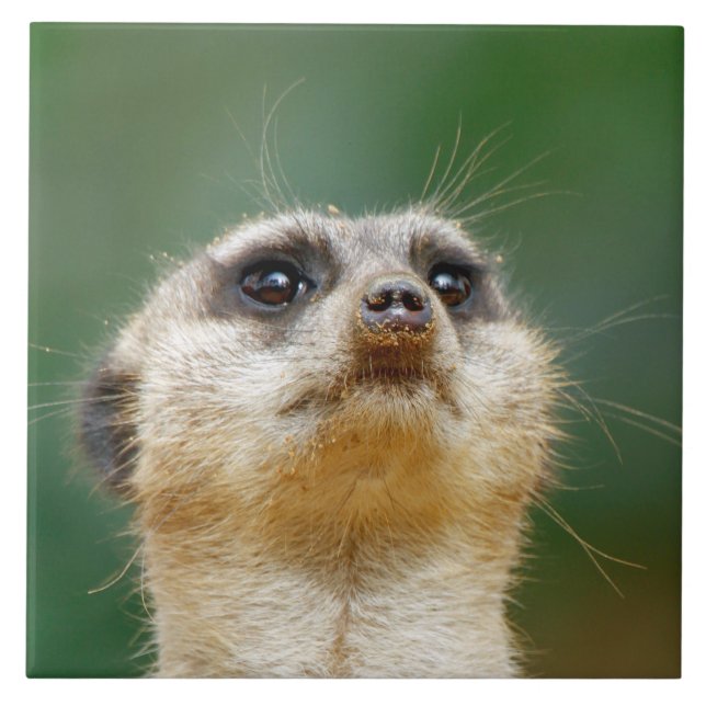 Meerkat 012 (Frente)