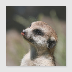 Meerkat 014