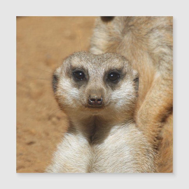 Meerkat 016 (Frente)