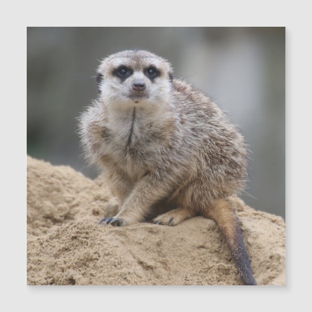 Meerkat 021 (Frente)