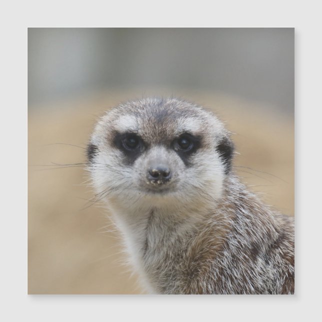Meerkat 022 (Frente)