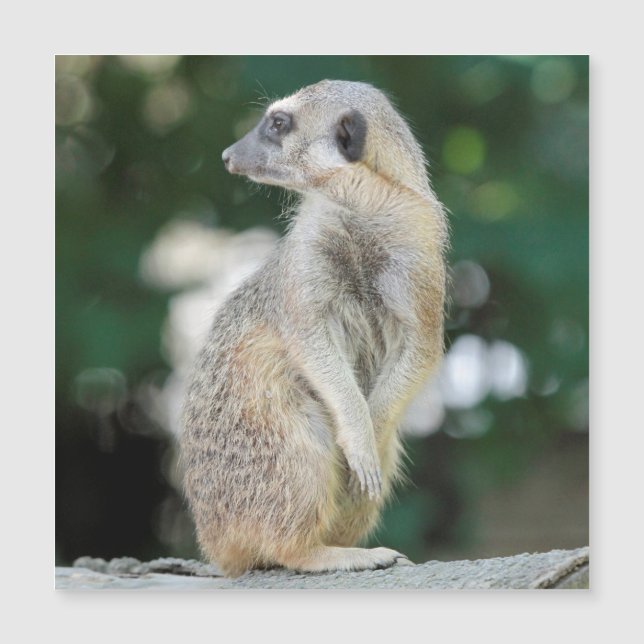 Meerkat 025 (Frente)