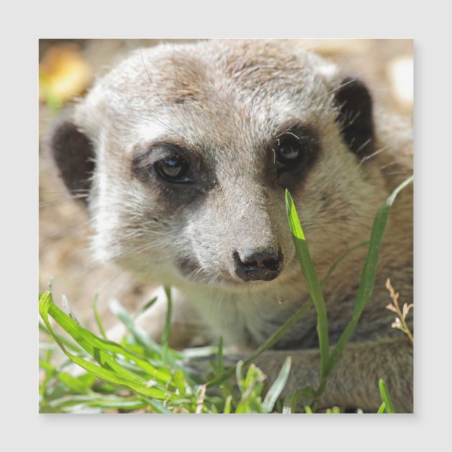 Meerkat 026 (Frente)