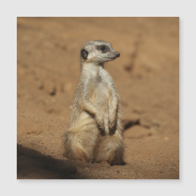 Meerkat 027 (Frente)