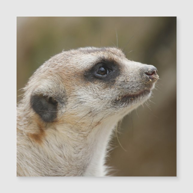 Meerkat 028 (Frente)