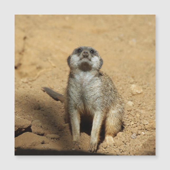 Meerkat 031 (Frente)
