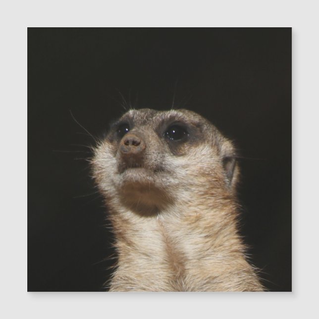 Meerkat 032 (Frente)