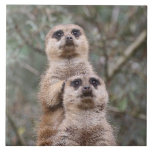 Meerkat 035