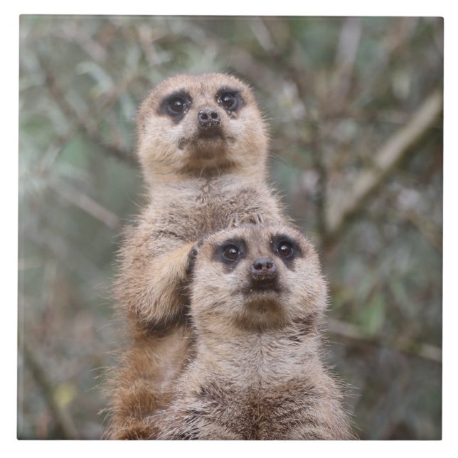Meerkat 035 (Frente)
