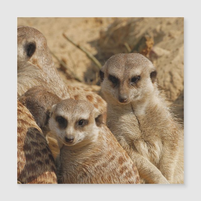 Meerkat 039 (Frente)