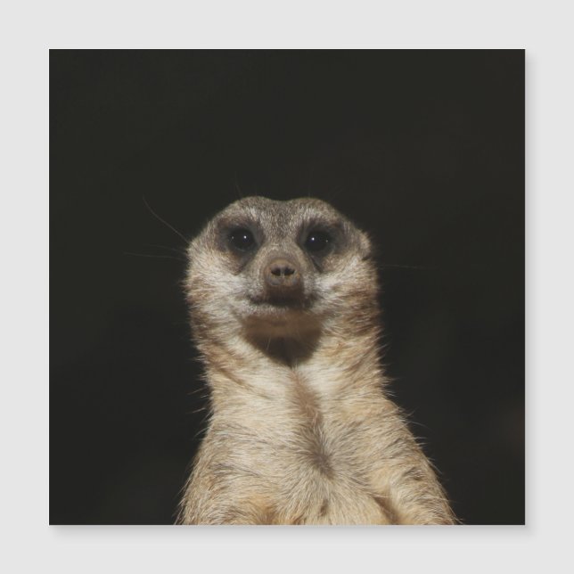 Meerkat 040 (Frente)